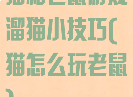 猫和老鼠游戏溜猫小技巧(猫怎么玩老鼠)