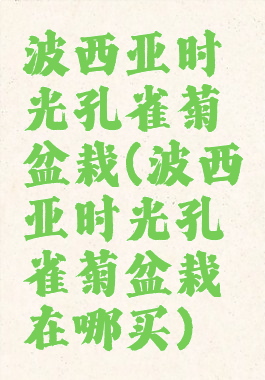 波西亚时光孔雀菊盆栽(波西亚时光孔雀菊盆栽在哪买)