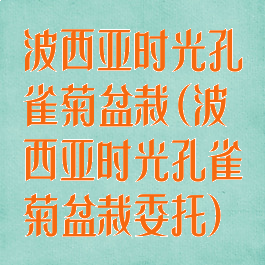 波西亚时光孔雀菊盆栽(波西亚时光孔雀菊盆栽委托)