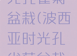 波西亚时光孔雀菊盆栽(波西亚时光孔雀菊盆栽怎么弄)