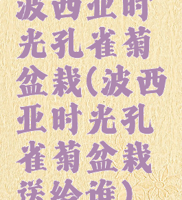 波西亚时光孔雀菊盆栽(波西亚时光孔雀菊盆栽送给谁)