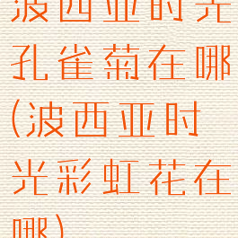 波西亚时光孔雀菊在哪(波西亚时光彩虹花在哪)