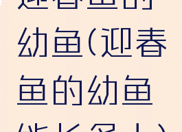 迎春鱼的幼鱼(迎春鱼的幼鱼能长多大)